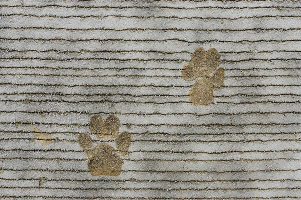 footprints of dog on concrete floor