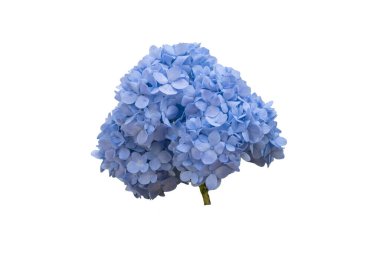 Beyaz arkaplanda ortanca kırpma yolu.