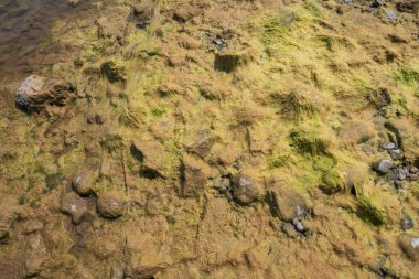 Yeşil yosunlar Sangkhom yakınlarındaki Mekong Nehri 'nin düşük seviyelerinde ortaya çıkan kumları kaplıyordu. Loei, Tayland