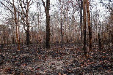 Tayland 'ın kuzey ve kuzeydoğu bölgesindeki yangınlar on yılı aşkın süredir mevsimsel bir sorun olarak biliniyor ve bunun nedeni tarım için arazi temizliği..