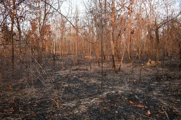 タイ北部や北東部では10年以上前から森林火災が季節的な問題として知られており 農業用地の確保が原因として非難されている — ストック写真