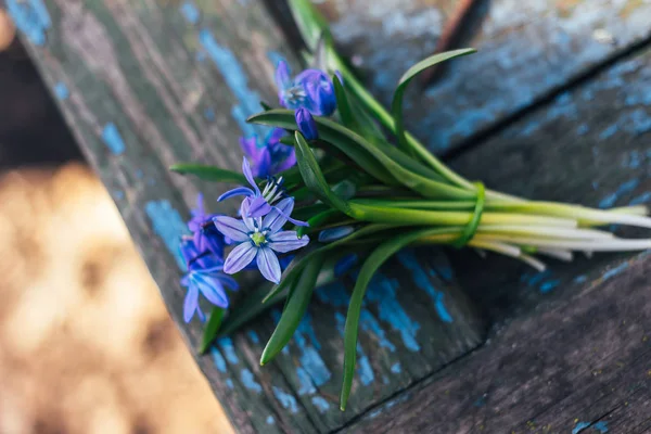 Beau bouquet de gouttes de neige bleues sur une table en bois — Photo