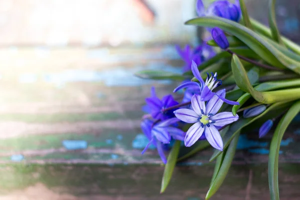 Bouquet di bucaneve blu su fondo di legno — Foto Stock