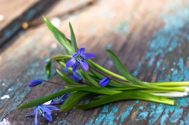 Güzel mavi kardelen yalan ahşap dokulu bir masa üzerine