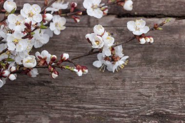Ahşap doku arka planını çiçekler kayısı