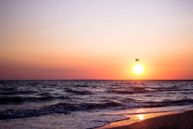 Martılar denize gün batımında güzel uçuş.