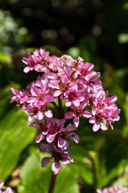 İtalya'da çiçek açan bahar