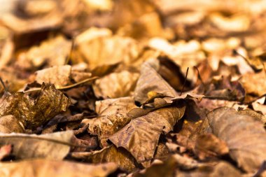 Sonbaharda yerdeki yapraklar