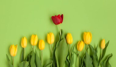 Yukarıdan sarı ve kırmızı laleler