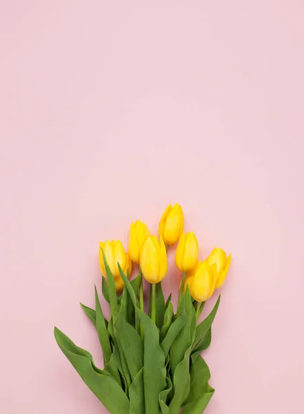 Tulipanes amarillos sobre fondo rosa — Foto de Stock