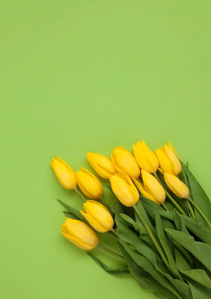 グリーンに分離された黄色のチューリップ — ストック写真