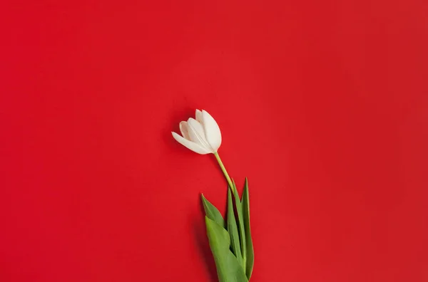 Tulipano bianco isolato su rosso — Foto Stock