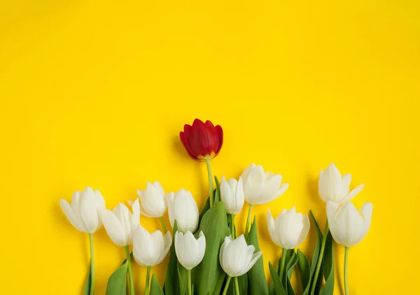 Rød tulipan i midten af flok hvide - Stock-foto