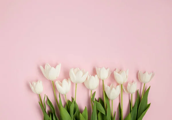 Tulipanes tiernos blancos sobre superficie rosa — Foto de Stock