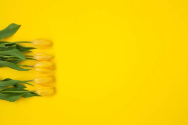 Bir tarafta Sarı laleler