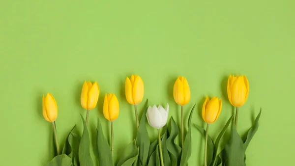Gule tulipaner med den hvide - Stock-foto