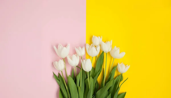 Tulipanes blancos frescos — Foto de Stock