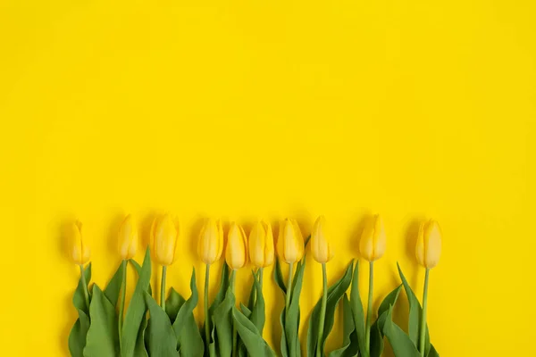 Gule tulipanblomster - Stock-foto