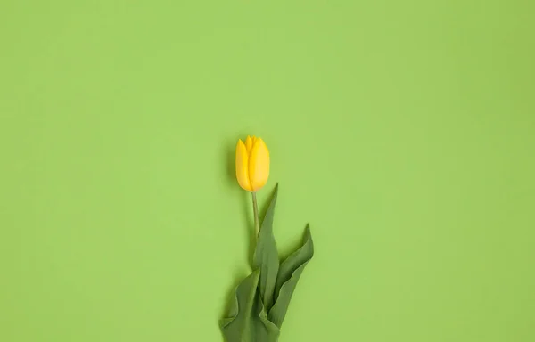Tulipa amarela fresca — Fotografia de Stock