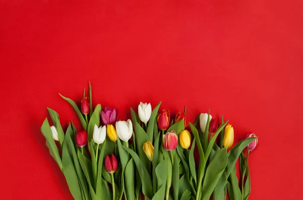 Variedade de tulipas coloridas — Fotografia de Stock