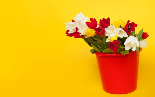 红水桶里的郁金香 — 图库照片