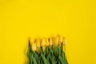 Taze Lale sarı yüzeyi