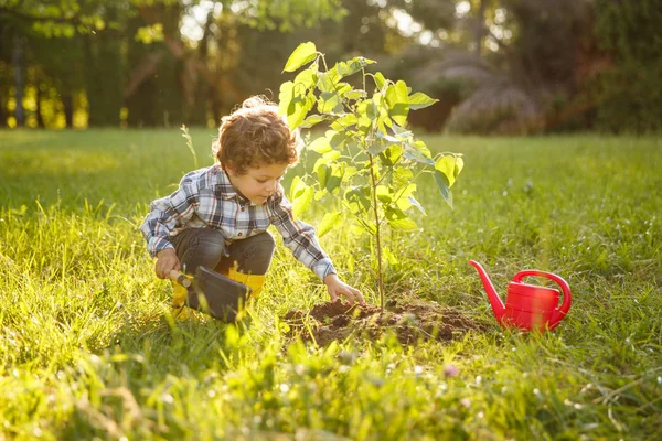 Ребенок заботится о дереве в саду — стоковое фото