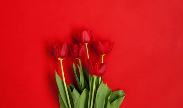Linda tulipas vermelhas no vermelho — Fotografia de Stock