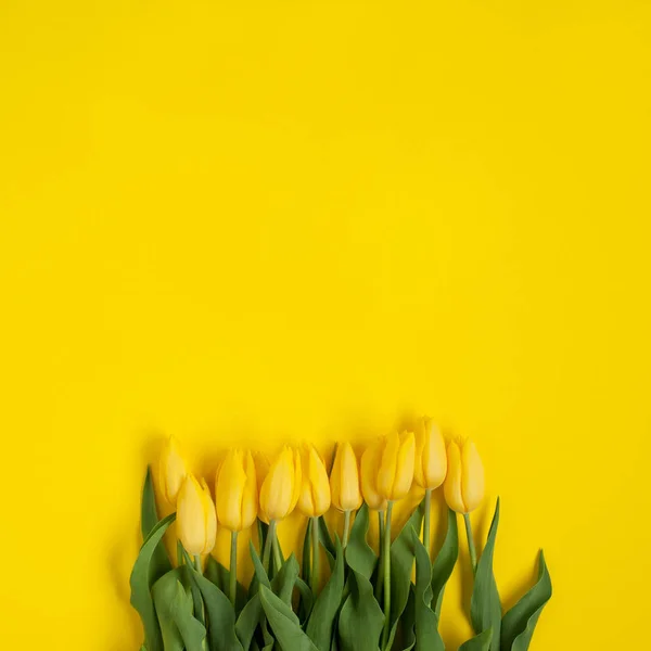 Свежие желтые тюльпаны — стоковое фото