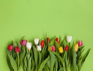 yeşil arka plan üzerinde renkli Lale