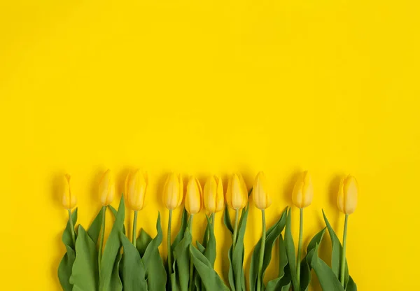 Fila de tulipanes amarillos sobre amarillo — Foto de Stock