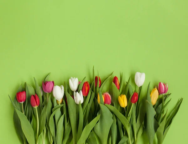 Tulipanes coloridos sobre fondo verde — Foto de Stock