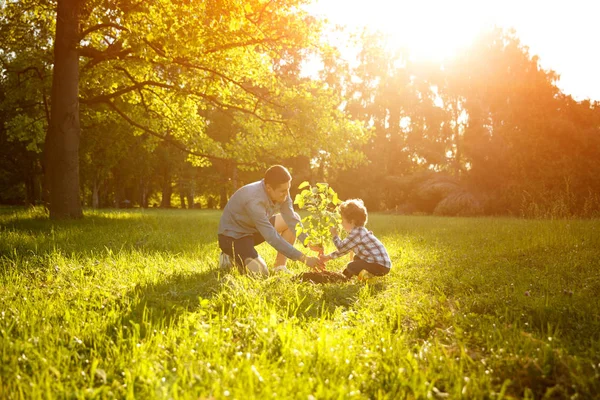 Padre e hijo plantando árbol — Foto de Stock