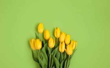 Yeşil Sarı laleler