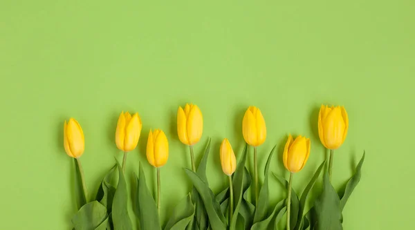 Tulipas amarelas em linha — Fotografia de Stock