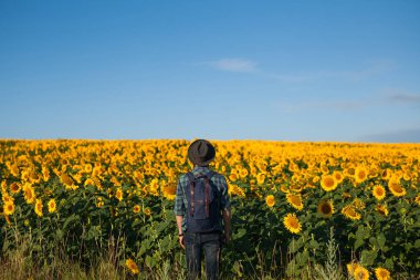 Ayçiçeği alanında ayakta adam