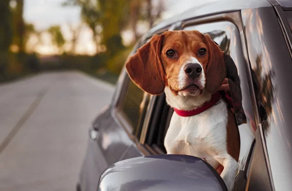 Cão bonito olhando para fora da janela do carro durante a viagem — Fotografia de Stock