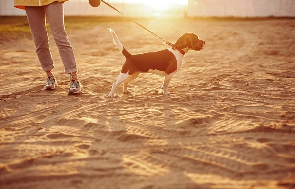 Cute dog on leash moving ahead on beach — Stock Photo, Image