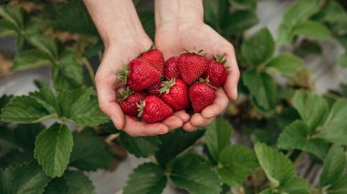 Yeşil bahçedeki kişinin ellerinde kırmızı sulu çilek