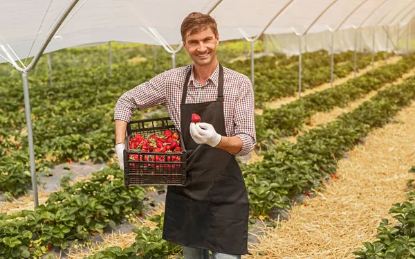 Gärtner sammelt Ernte und steht mit einer Kiste Erdbeere unter dem Arm, die Beere in der Hand im Gewächshaus zeigt — Stockfoto