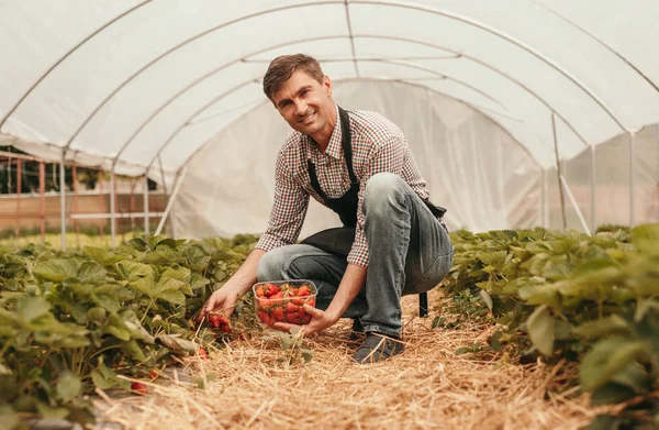 Gardener κάθεται στο κρεβάτι και κρατώντας μπολ με φράουλες — Φωτογραφία Αρχείου