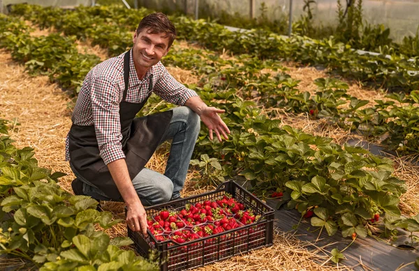 Gardener κάθεται στο κρεβάτι με το κουτί της φράουλας και δείχνει στα κρεβάτια — Φωτογραφία Αρχείου