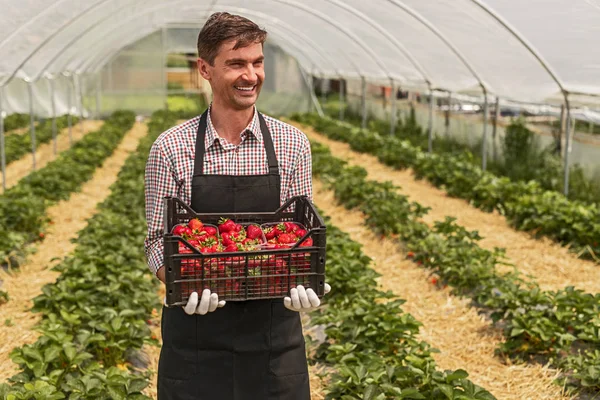 Jardinero sonriente llevando caja llena de fresa en invernadero —  Fotos de Stock