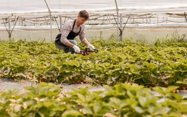 Çalışkan bahçıvan yeşil evdeki bitki yataklarından çilek topluyor.