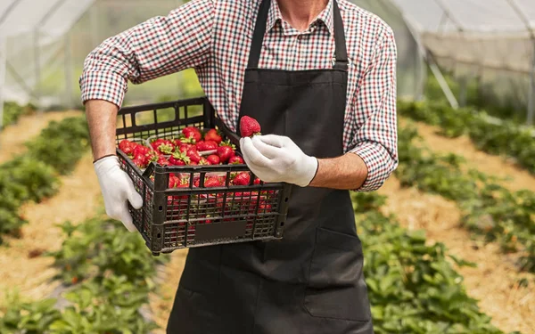 Jardinero con caja de fresas debajo del brazo sosteniendo la baya en la mano en casa verde —  Fotos de Stock