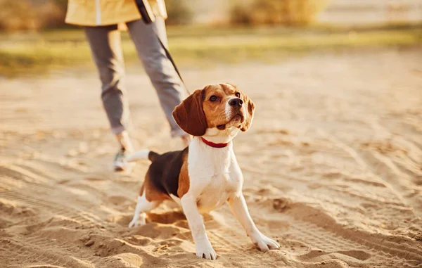 Alert beagle dog with woman standing on sand — Stock Photo, Image