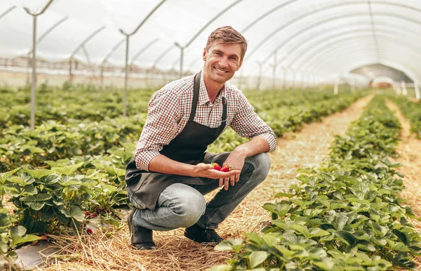 Satisfied farmer showing strawberry in greenhouse — 스톡 사진