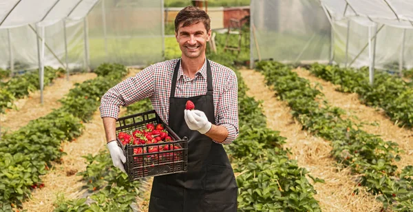 Positive owner of strawberry farm showing harvest in greenhouse — 스톡 사진
