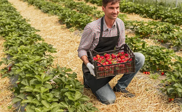 Αρσενικός γεωργός κατά τη συγκομιδή φράουλας — Φωτογραφία Αρχείου