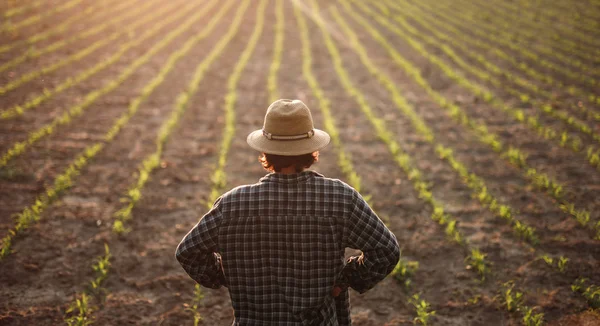 Farmář stojící na poli s mladým růstem — Stock fotografie